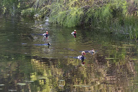 laguna de Fuente de Piedra