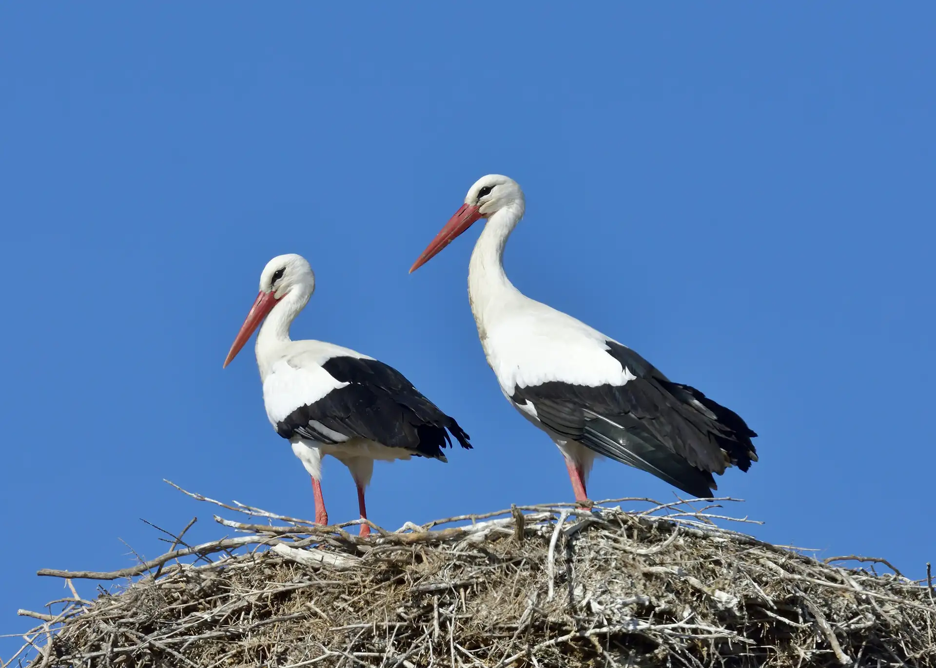 Fotografía por Rafa García