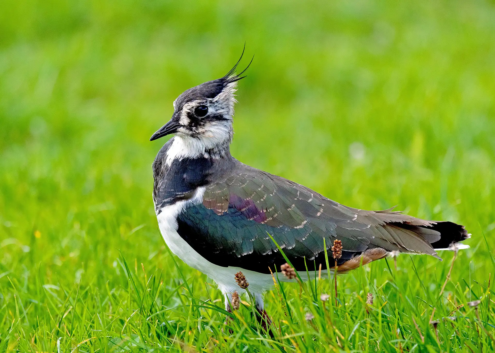 Fotografía por Pexels