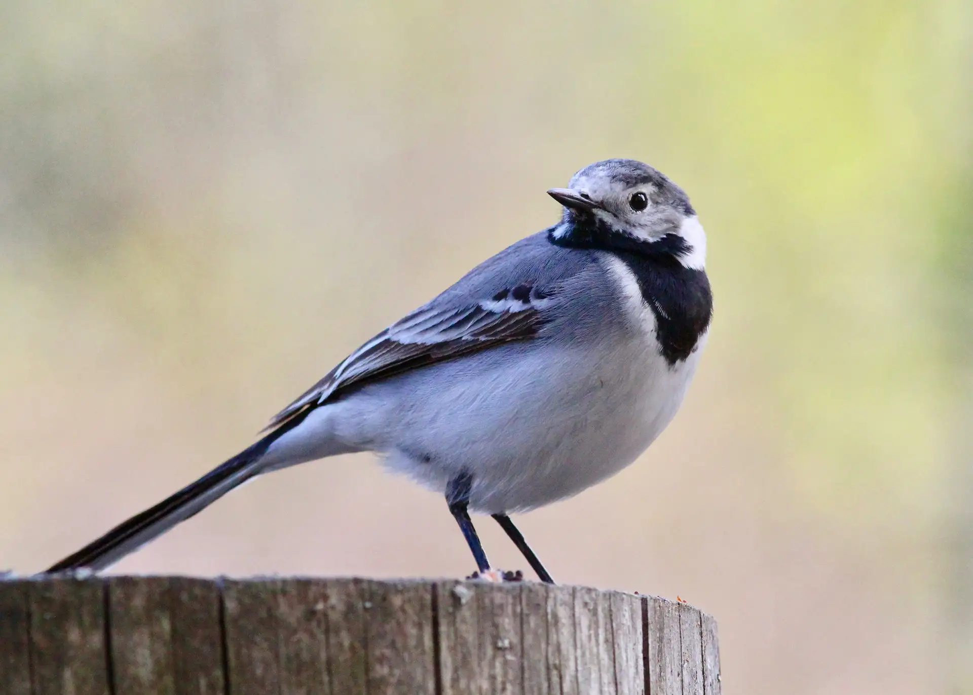 Fotografía por Pexels