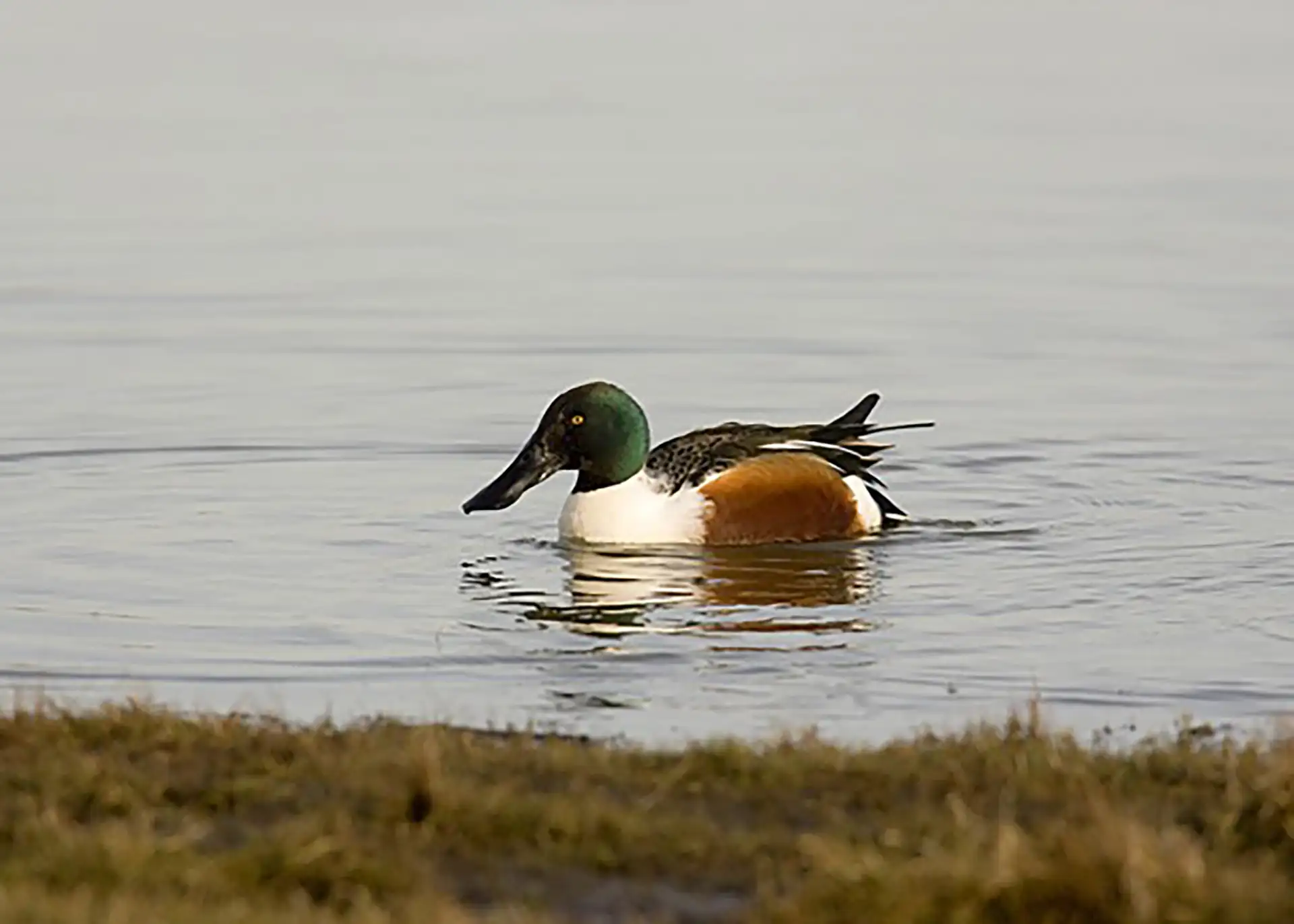 Fotografía por Pexels