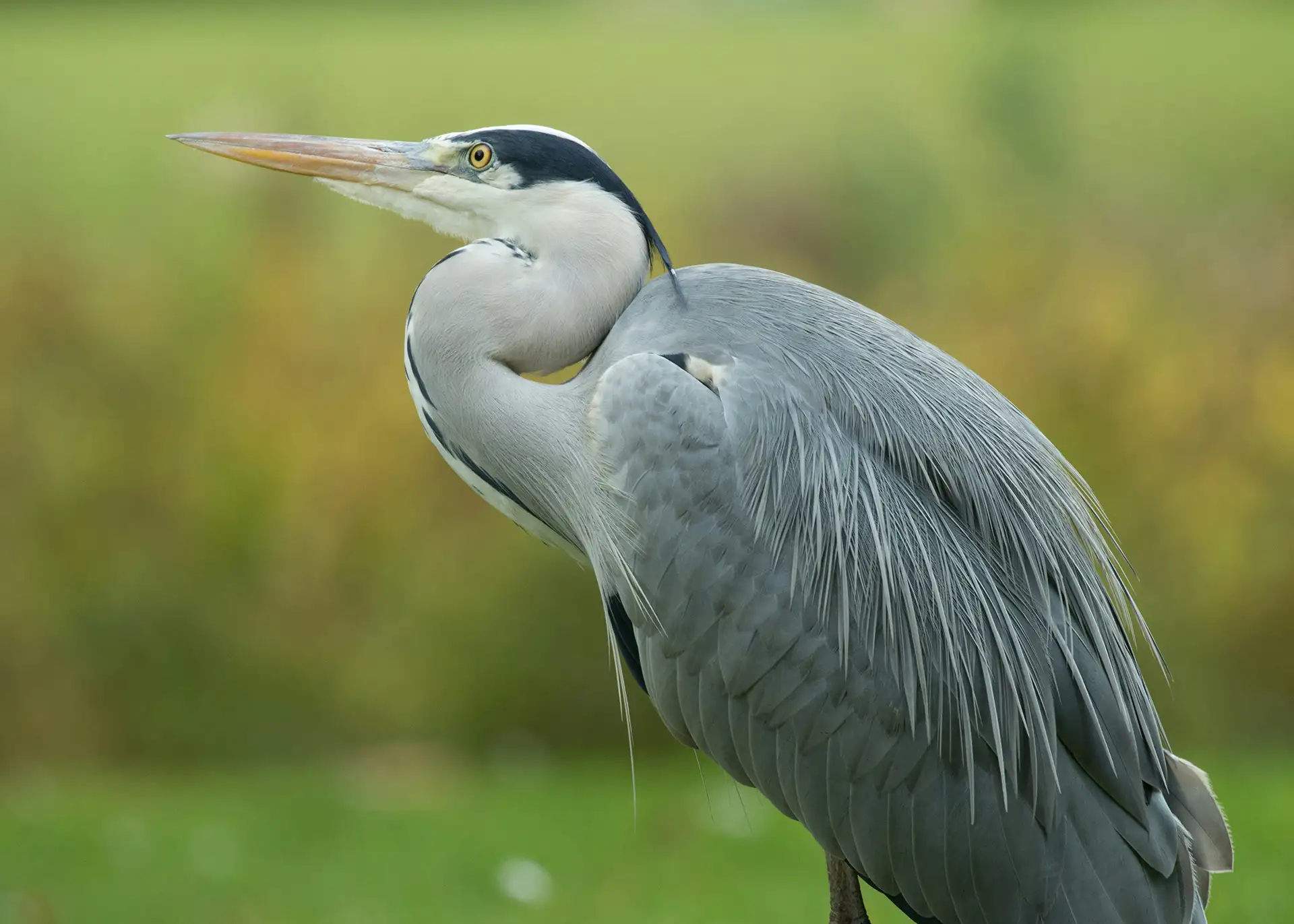 Fotografía por Pexels
