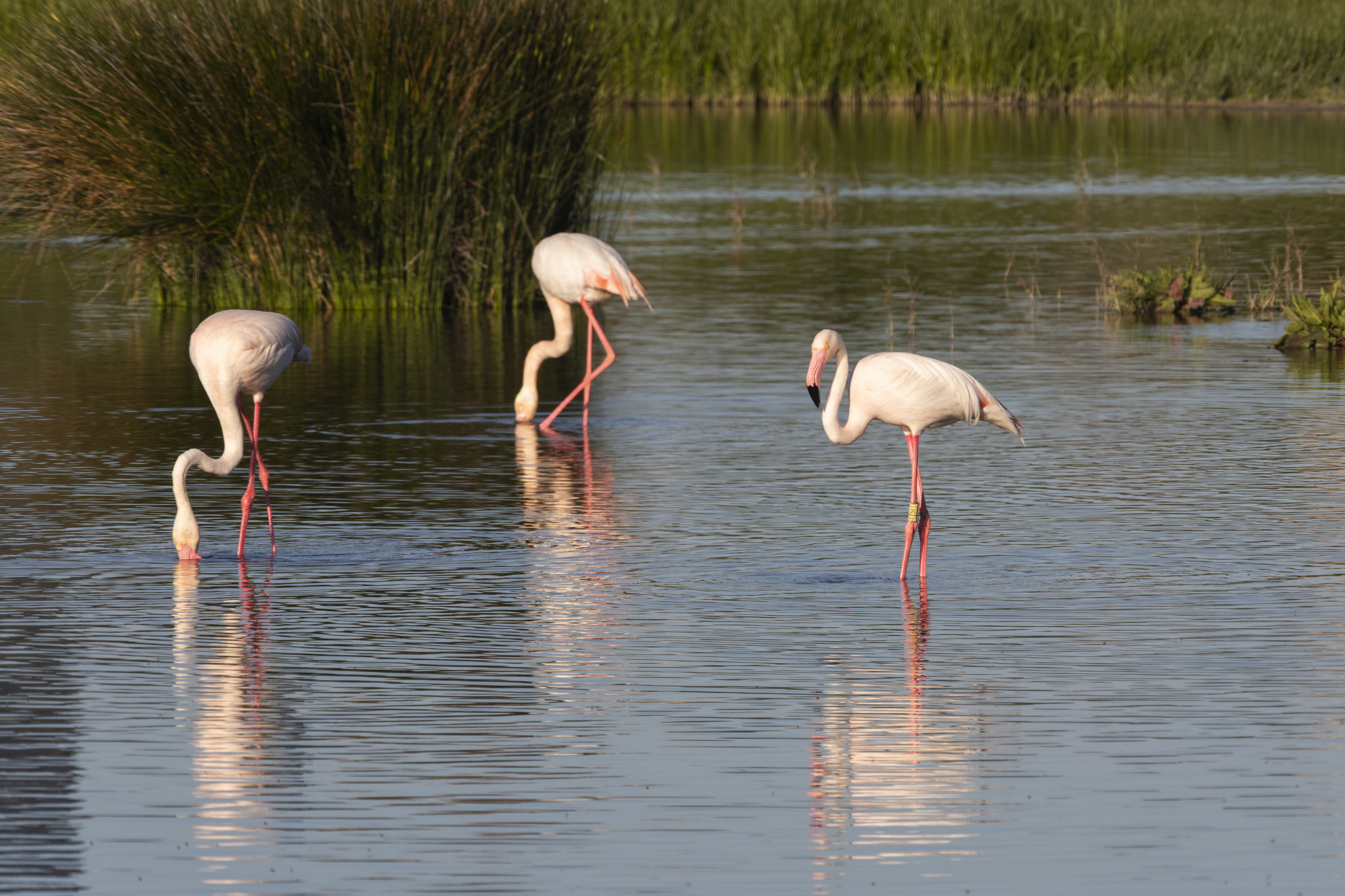 Flamencos Reserva Natural Laguna de Fuente de Piedra