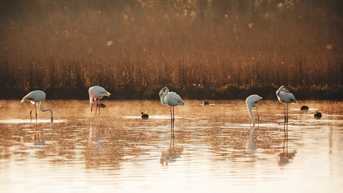 Reserva Natural Laguna de Fuente de Piedra
